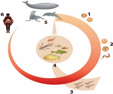 Natural cycle of zoonotic species of the genera Anisakis and Pseudoterranova